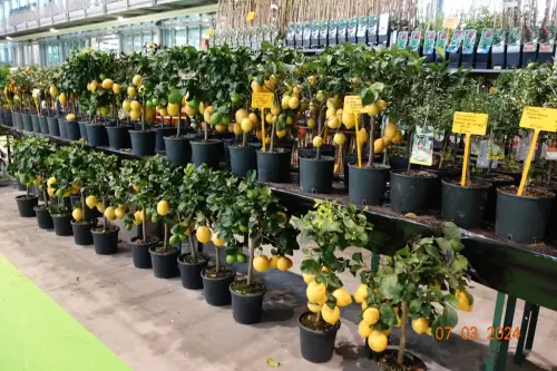 CVETLIČNA RAZSTAVA PORDENONE