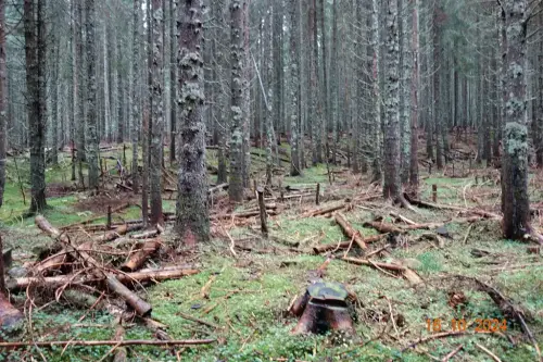 2-Kje-so-gozdovi-nase-mladosti