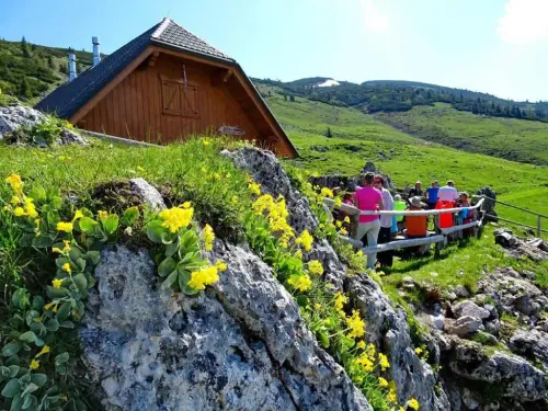 Cvetje-na-planini-Svecica