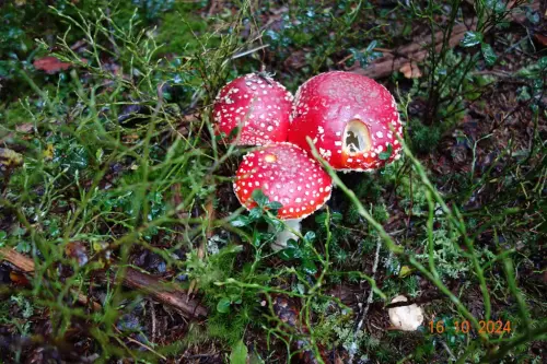 Najlepse-so-najbolj-strupene