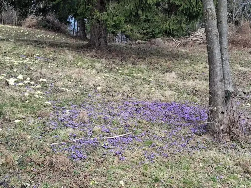 Pomlad-je-tu (1) (1)